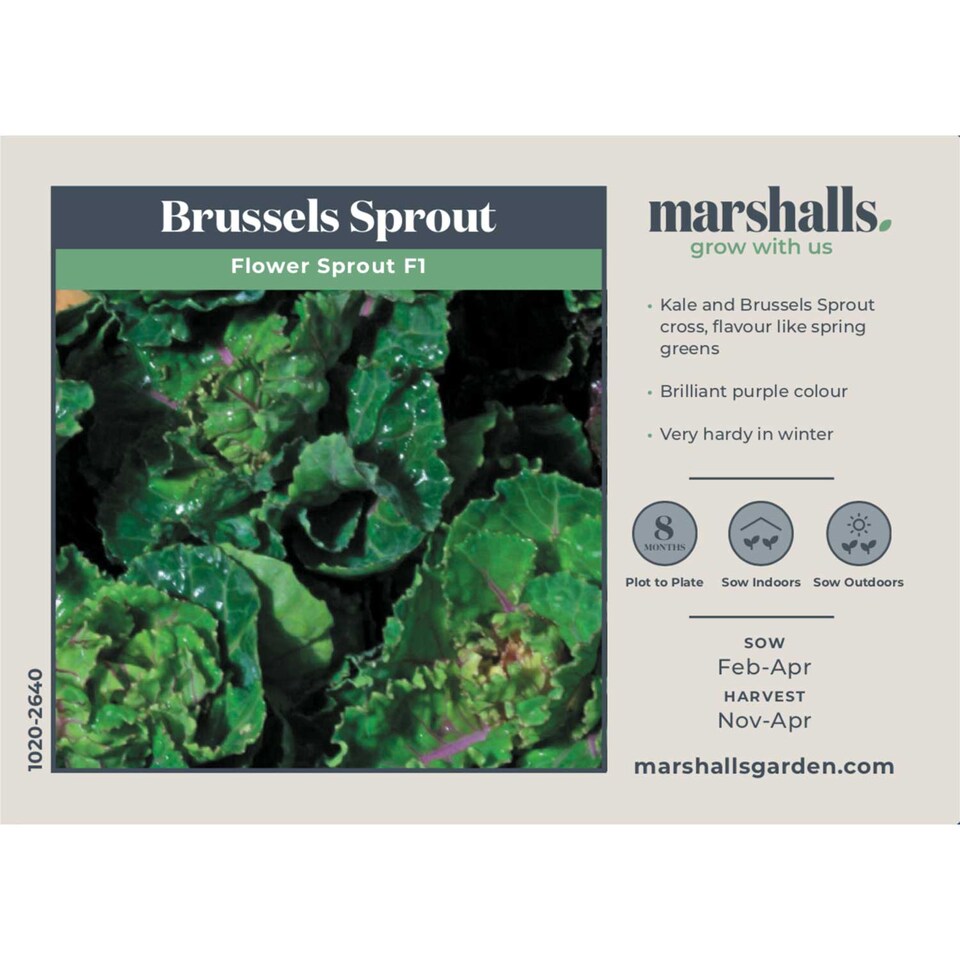 image 1 of Marshalls Garden Flower Sprout F1 Hybrid Brussels Sprout 30 Seeds