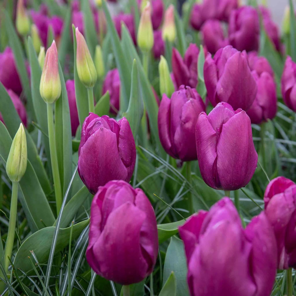 image 1 of Marshalls Garden Tulip Bulbs 'Purple Prince' – 10 Bulbs, Early-Flowering Purple Tulips