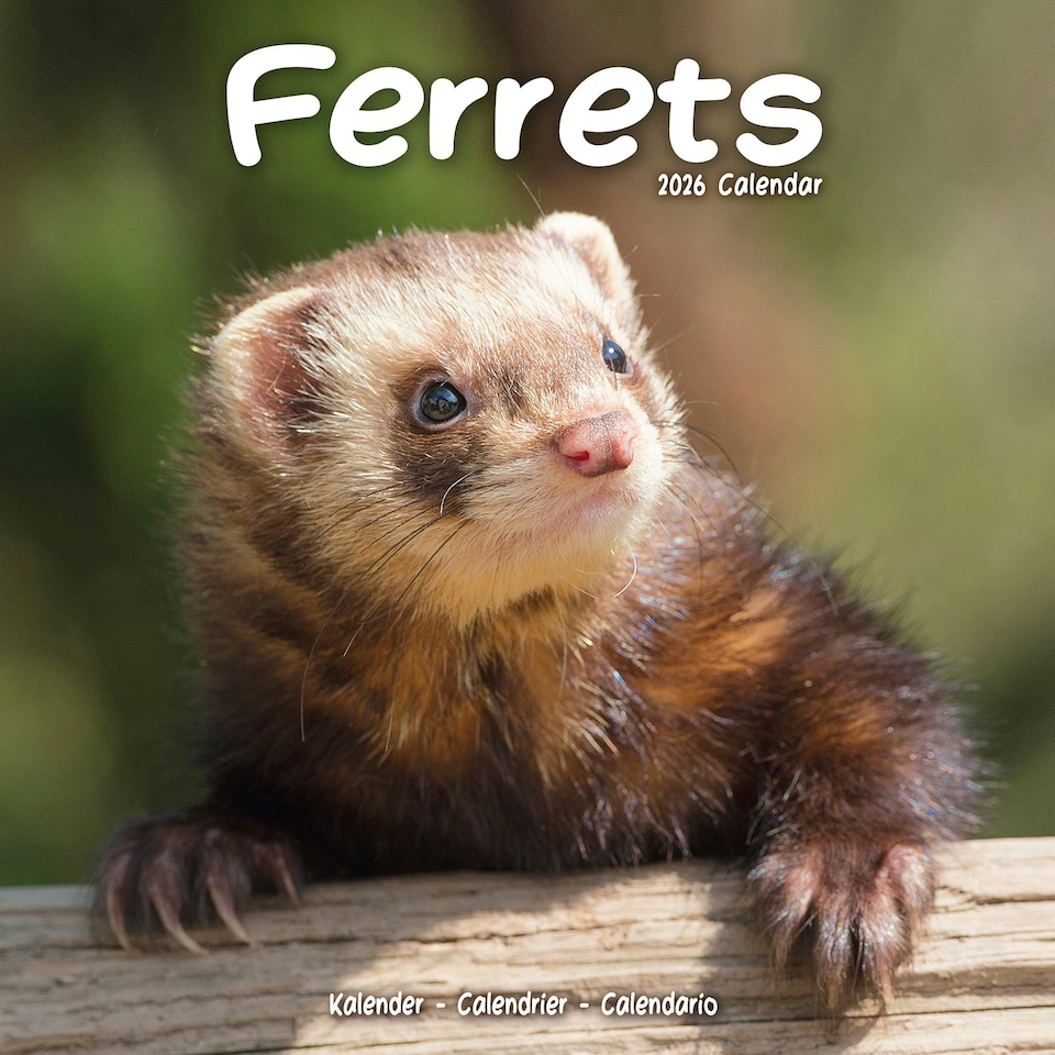 image 1 of Ferrets 2026 Calendar | Square Wall Calendar | Animal Gift | Plastic Free Packaging | by Avonside Publishing