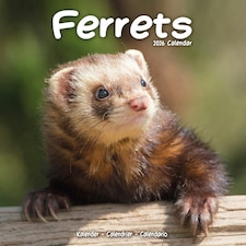 Ferrets 2026 Calendar | Square Wall Calendar | Animal Gift | Plastic Free Packaging | by Avonside Publishing