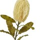 image 2 of Large Banksia Serrata (Single Stem Flower) - Plastic - Height 65 cm - Cream