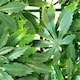 image 5 of Primrose Green Acer Artificial Patio Outdoor Hedge Panel 50cm x 50cm