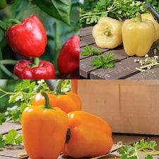 Carbeth Plants Bell Pepper Collection in 9cm Pot - Mix of 3 - Easy Grow Vegetable Plants for Kitchen Garden