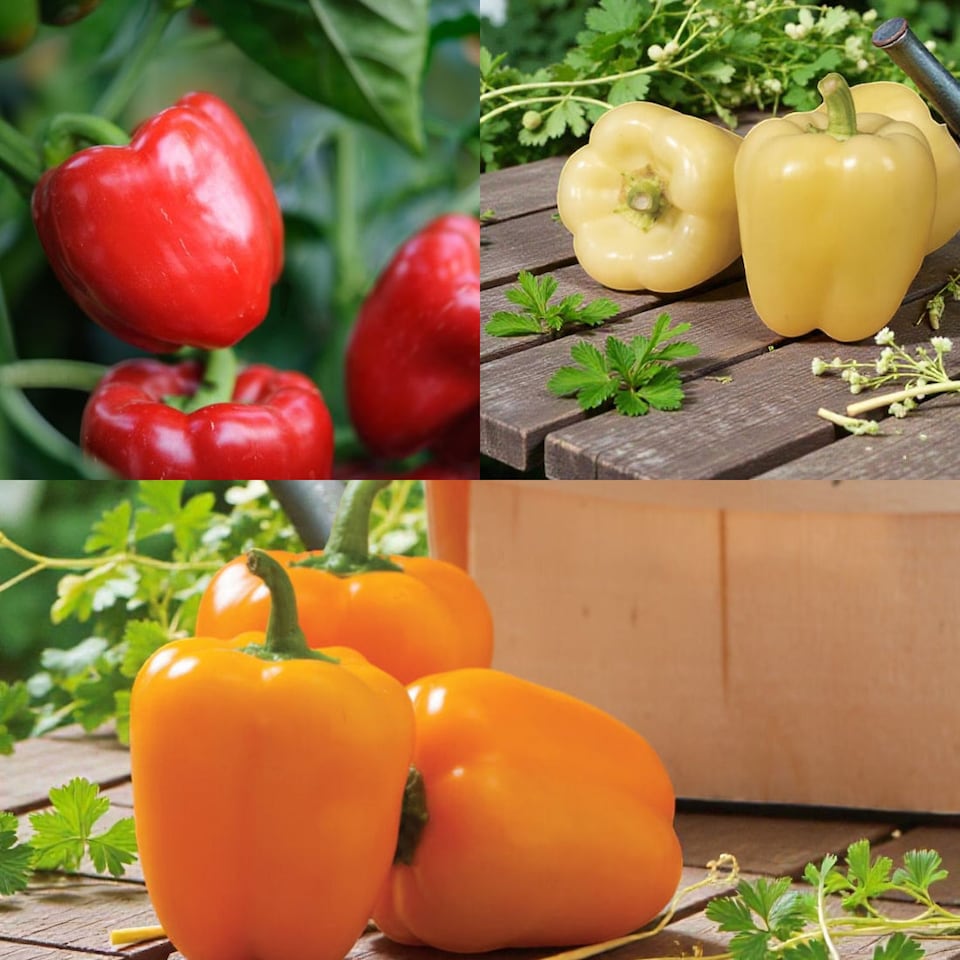 image 1 of Carbeth Plants Bell Pepper Collection in 9cm Pot - Mix of 3 - Easy Grow Vegetable Plants for Kitchen Garden