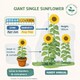 image 2 of Fothergills Premium Sunflower Seeds - Giant Single