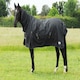 image 2 of Rhinegold Full Neck Konig Black | Size: 4ft 9
Colour: Black