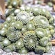image 4 of Carbeth Plants 3 x Sempervivum Arctic White - Drought Tolerant & Easy Care Succulent