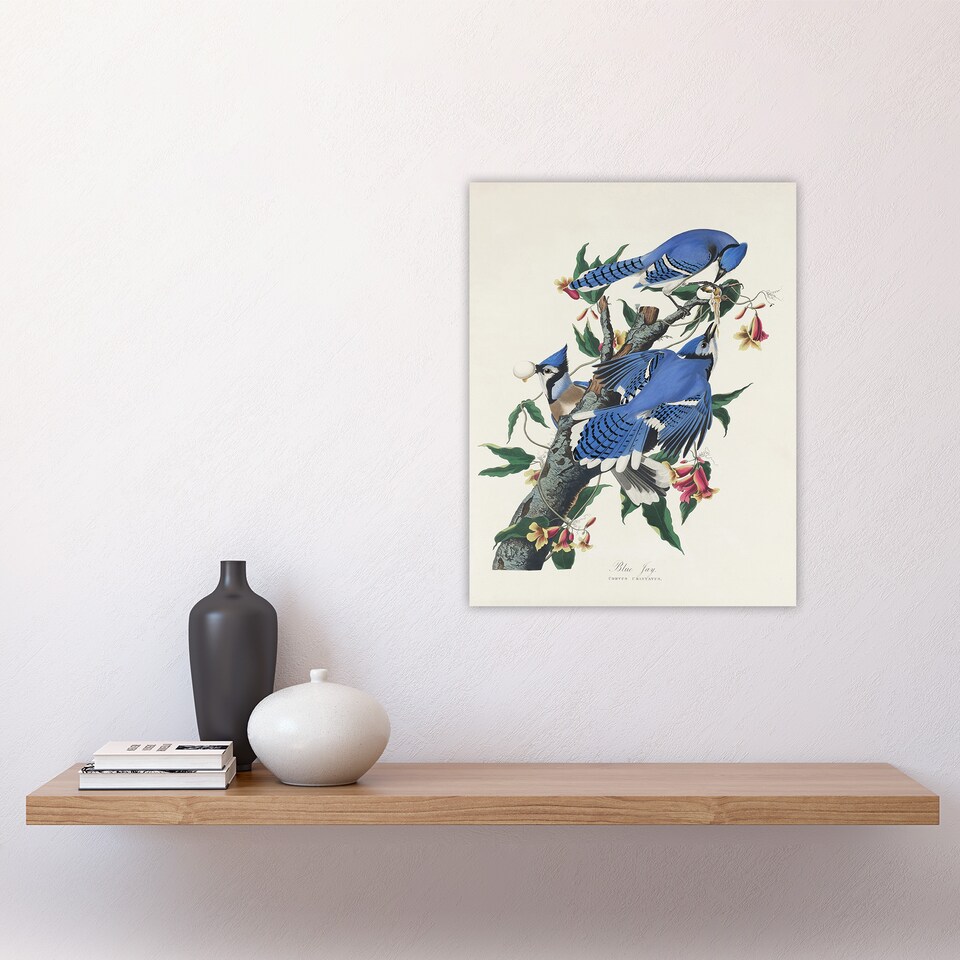 image 1 of Blue Jay and Trumpet Flowers Audubon Nature Wall Art Poster Print 12X16"