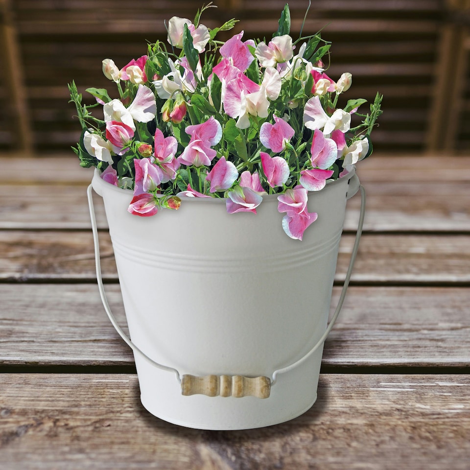 image 1 of Pronto Seed Sweet Pea Grow Your Own Kit with Decorative Bucket Planter - Little Sweetheart Mix - Ideal Gardening Gift