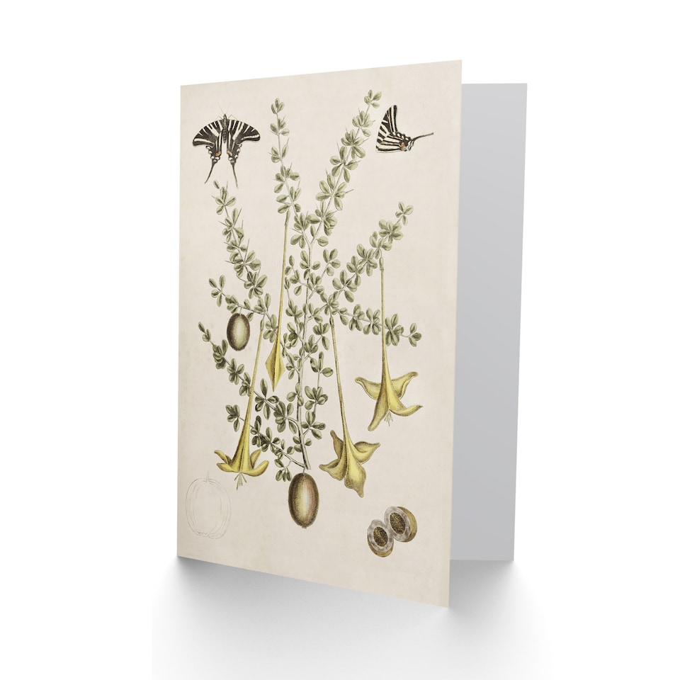 image 1 of Catesby Art Card Frutex Spinofus Flowers and Butterflies