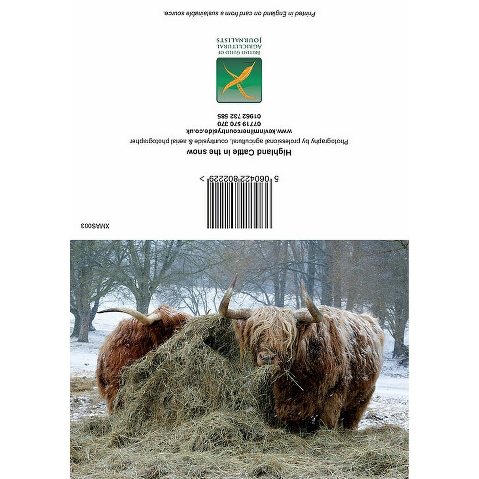 Kevin Milner Highland Cattle In The Snow Christmas Card - Multicoloured - One Size