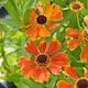 image 3 of Helenium Moerheim Beauty 3 Litre Potted Plant x 2