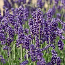 Lavender Angustifolia Hidcote 1 Litre Potted Plant x 1