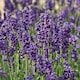 image 1 of Lavender Angustifolia Hidcote 1 Litre Potted Plant x 1