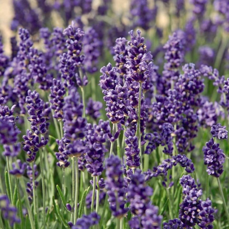 image 1 of Lavender Angustifolia Hidcote 1 Litre Potted Plant x 1