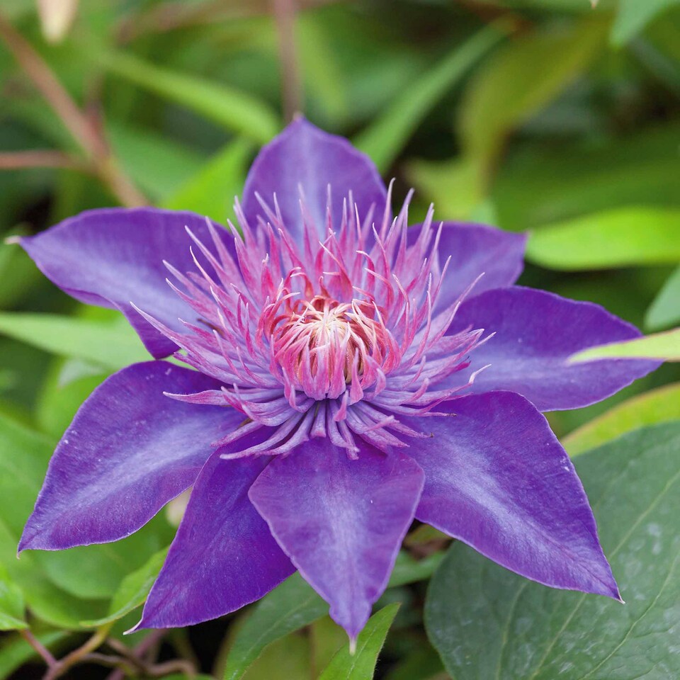 image 1 of Marshalls Garden Clematis 'Multi Blue' | Blue | Navy Blue | 7cm Plants | 1