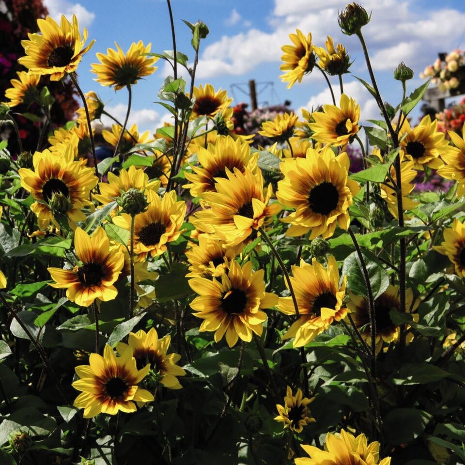 Helianthus (Sunflower) SunBelievable Brown Eyed Girl 9cm Pot x 10