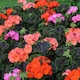 image 1 of Pelargonium Black Velvet Mix F1 Seeds - Dramatic Dark Foliage Red Rose & Salmon Flowers