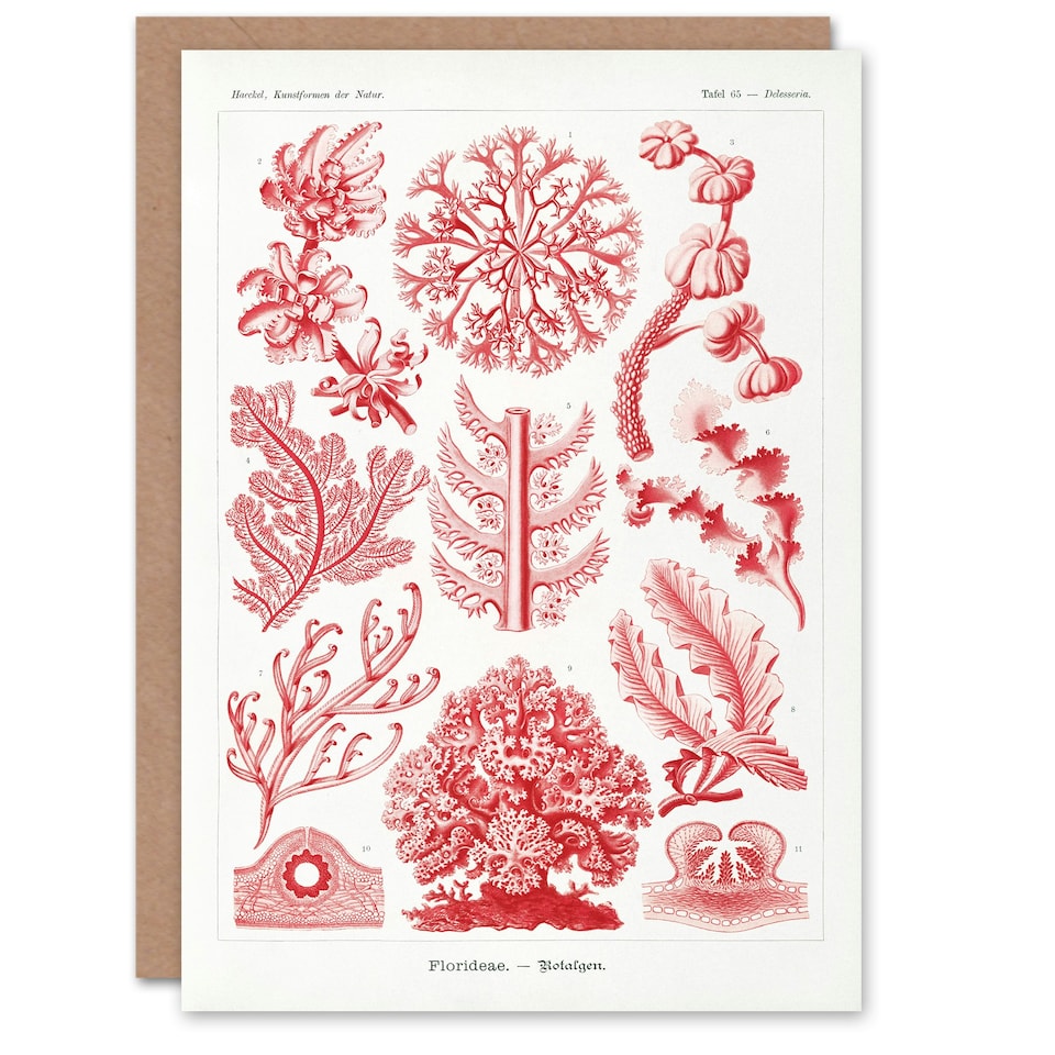 image 1 of Ernst Haeckel Art Card Florideophyceae Red Algae