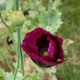 image 2 of Poppy Laurens Grape | Multi | Purple | Flower Seeds | 1