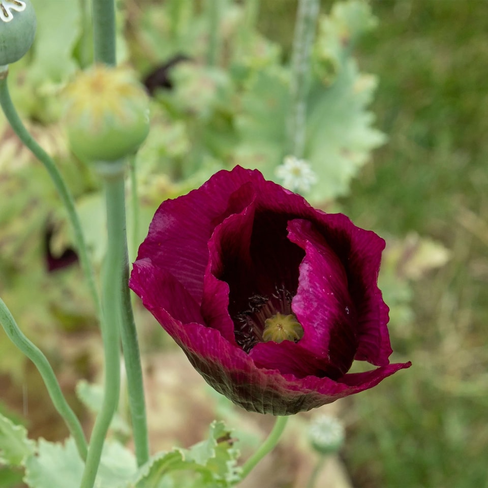 image 1 of Poppy Laurens Grape | Multi | Purple | Flower Seeds | 1