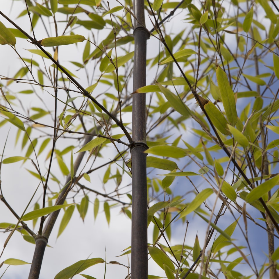 image 1 of YouGarden Black Bamboo, Established Garden Plant, Phyllostachys in 3L Pot, 50-80cm Tall Plant, Ready to Plant Out