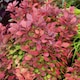 image 9 of Marshalls Garden Berberis 'Orange Rocket' Shrub | Orange | Orange | 9cm Plants