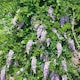 image 2 of Wisteria 'Amethyst Falls' - compact purple-flowering climber | Purple | Purple | 9cm Plants