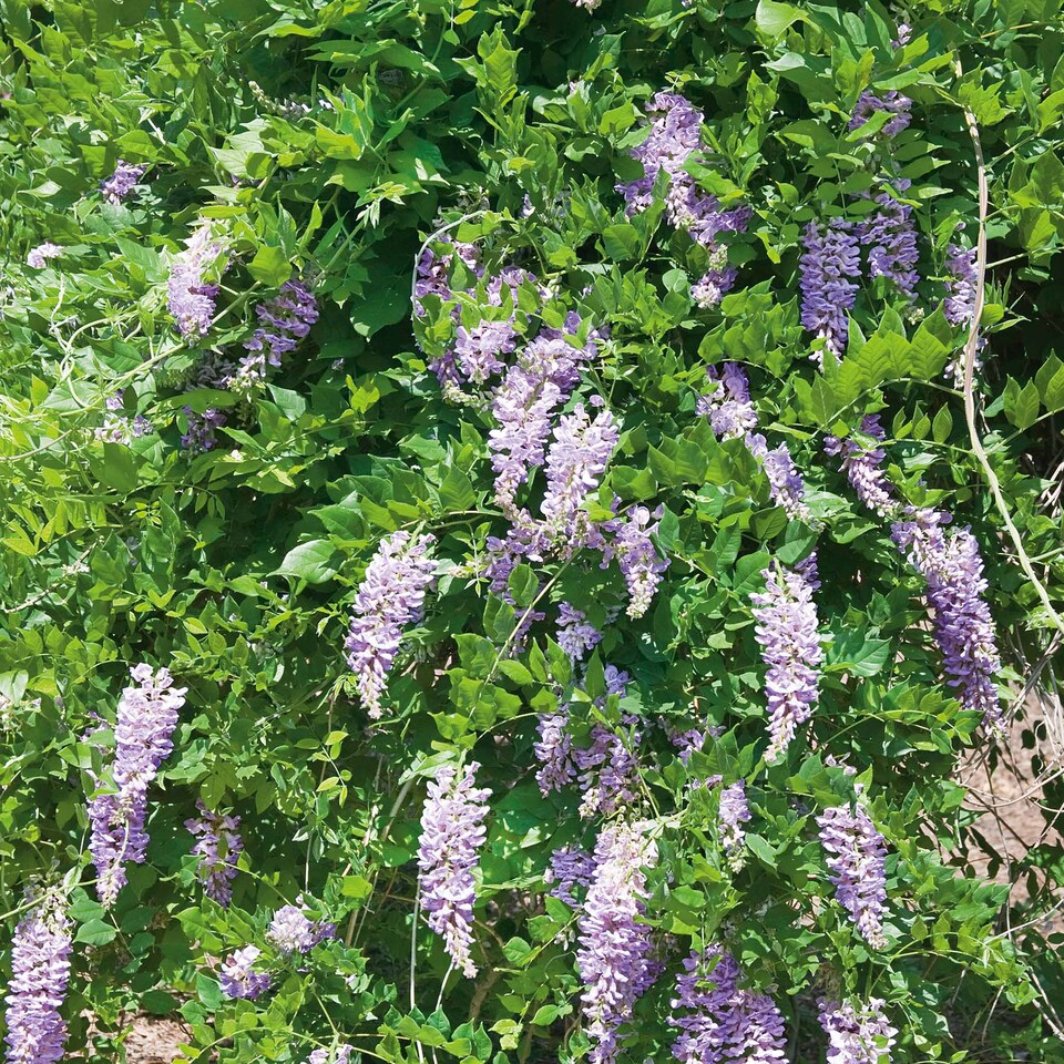 image 1 of Wisteria 'Amethyst Falls' - compact purple-flowering climber | Purple | Purple | 9cm Plants