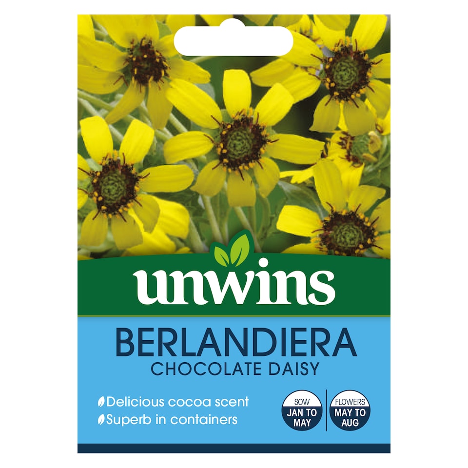 image 1 of Berlandiera Chocolate Daisy | Multi | Yellow with dark black centres | 15 x Seeds | 1