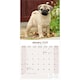 image 3 of Pug 2026 Calendar | Square Wall Calendar | Dog Breed Gift | Plastic Free Packaging | by Avonside Publishing