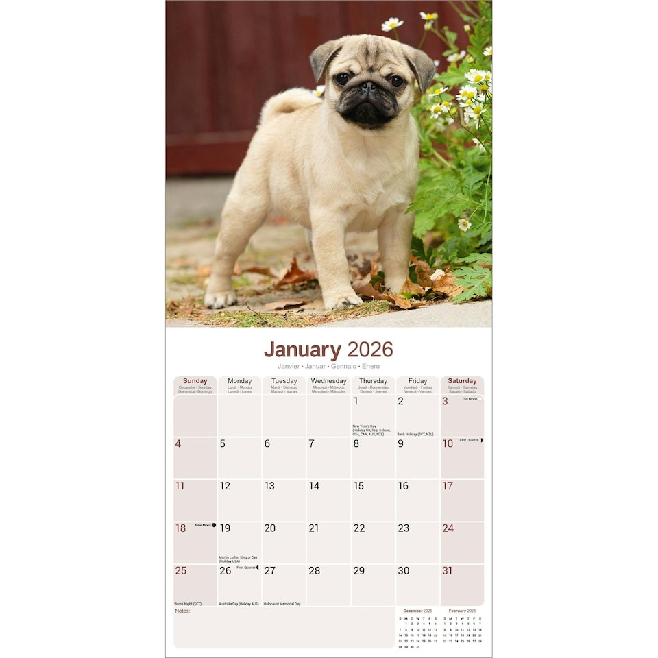 image 1 of Pug 2026 Calendar | Square Wall Calendar | Dog Breed Gift | Plastic Free Packaging | by Avonside Publishing