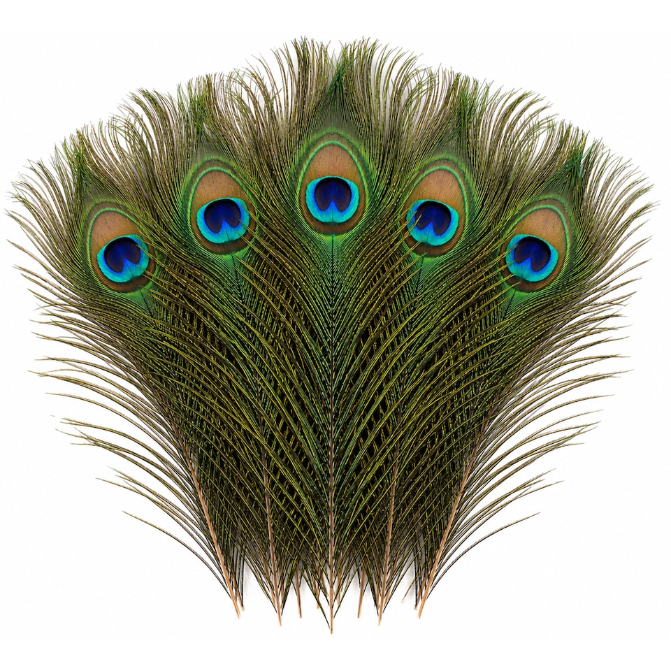 image 1 of Trimming Shop Real Peacock Feather, 10" - 12" Inch - 10pcs