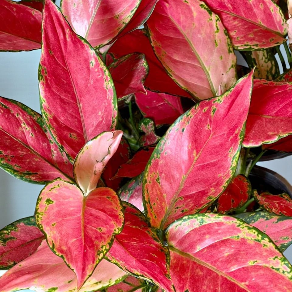 image 1 of 2 x Aglaonema Cherry Baby in 12cm Pot - Chinese Evergreen Easy Care Houseplant
