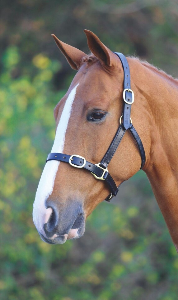 image 1 of Shires Blenheim Fully Adjustable Leather Headcollar | Black | Size: X-Full
Colour: Black