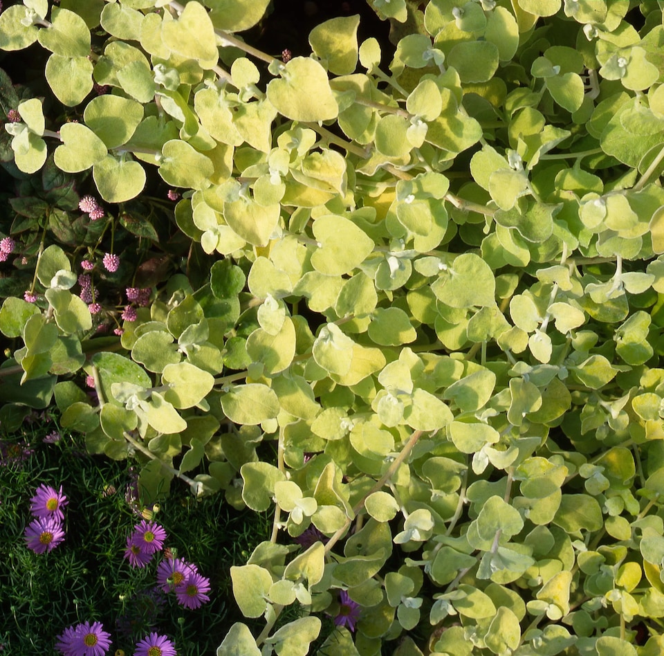 Helichrysum Gold 9cm Pots Pack of 3 British Grown Trailing Foliage Plants