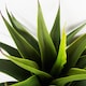 image 2 of 55cm Artificial Yucca Plant | Green | One Size