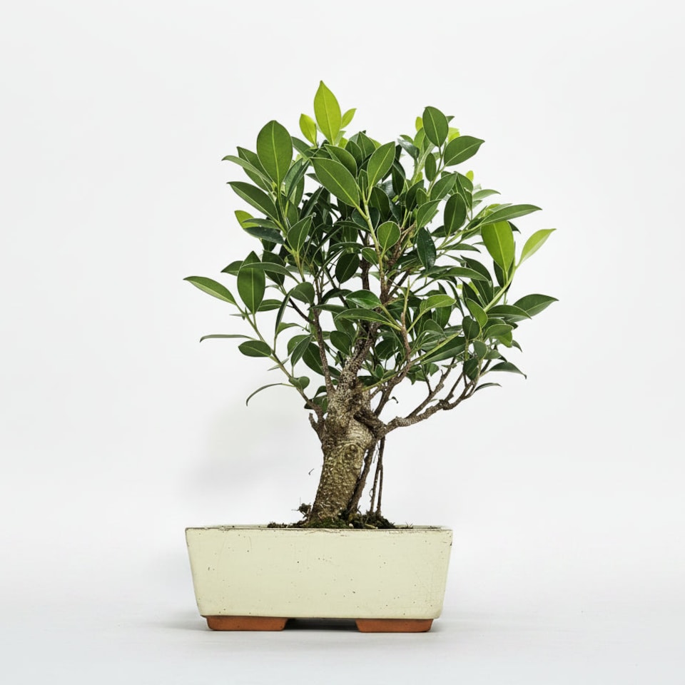 Yorkshire Bonsai Ficus Microcarpa (Banyan Fig) Indoor Bonsai Tree Broom In 20cm Pot