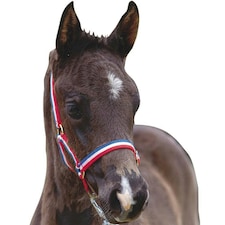 Roma Foal Headcollar - Red/White/Blue - Foal
