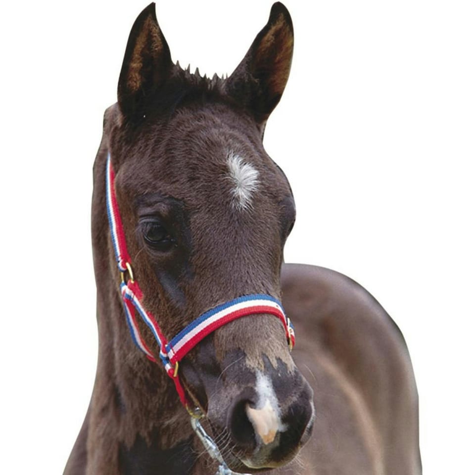 Roma Foal Headcollar - Red/White/Blue - Foal