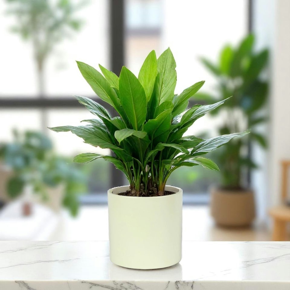 image 1 of Matte Cream Ceramic Indoor Plant Pot, Cachepot - H17 x W17.5cm Cream