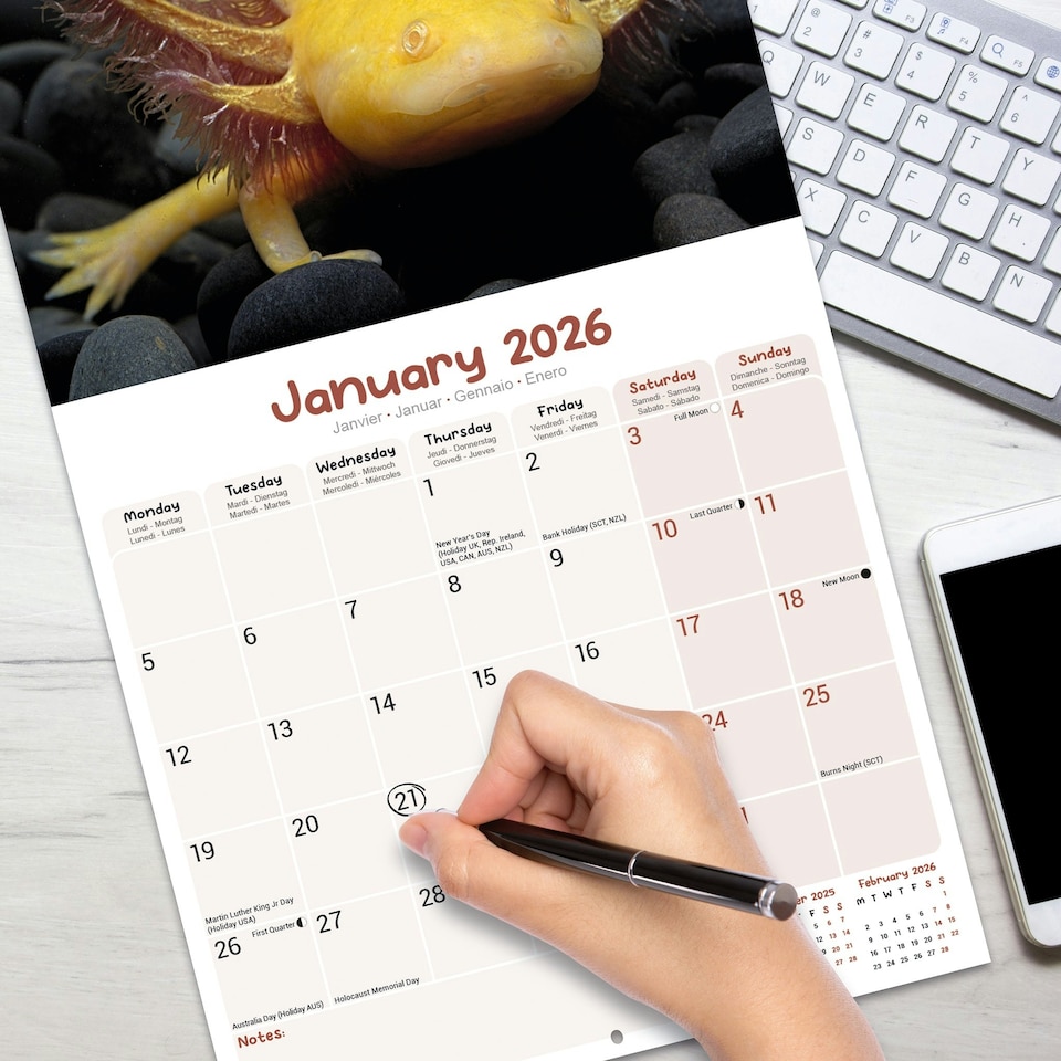 image 1 of Axolotls 2026 Calendar | Square Wall Calendar | Animal Gift | Plastic Free Packaging | by Avonside Publishing