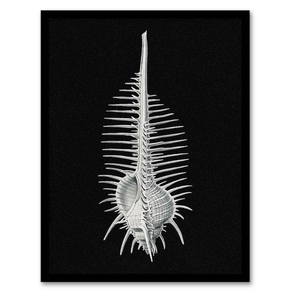 image 1 of Ernst Haeckel Framed Wall Art Print Murex Sea Shell Sketch on Black Home Décor