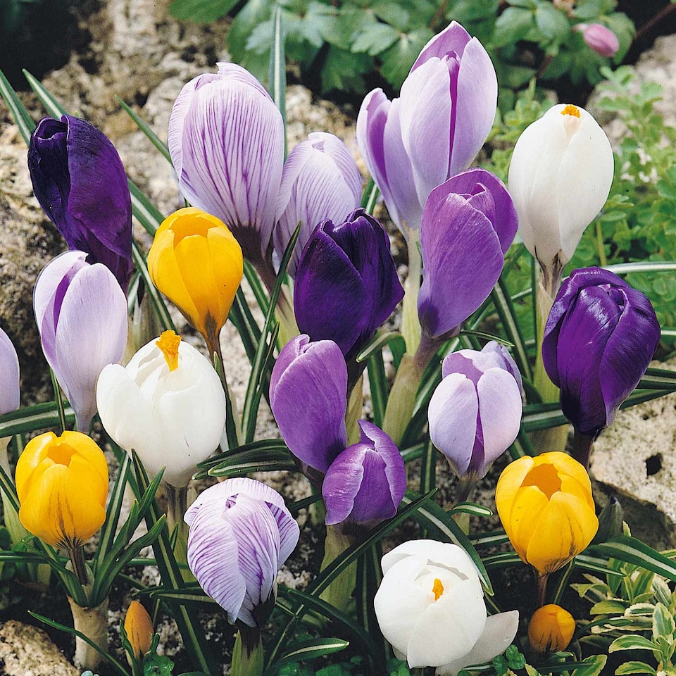 image 1 of Marshalls Garden Crocus Corms Large Flowering Mix 18 bulbs