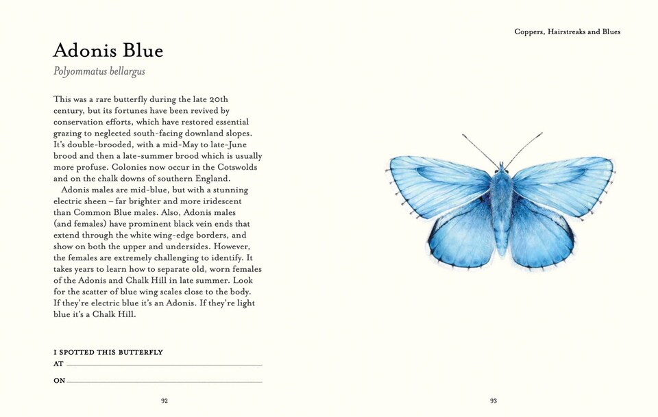 image 1 of The Butterfly Spotter’s Guide