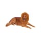 image 1 of Bristol Novelty Lion´s Mane Dog Costume - Brown - One Size