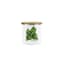 Oregano
