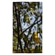 image 1 of Tree leaves in the sunshine nature photography, leaves and branches (Kitchen Towel)