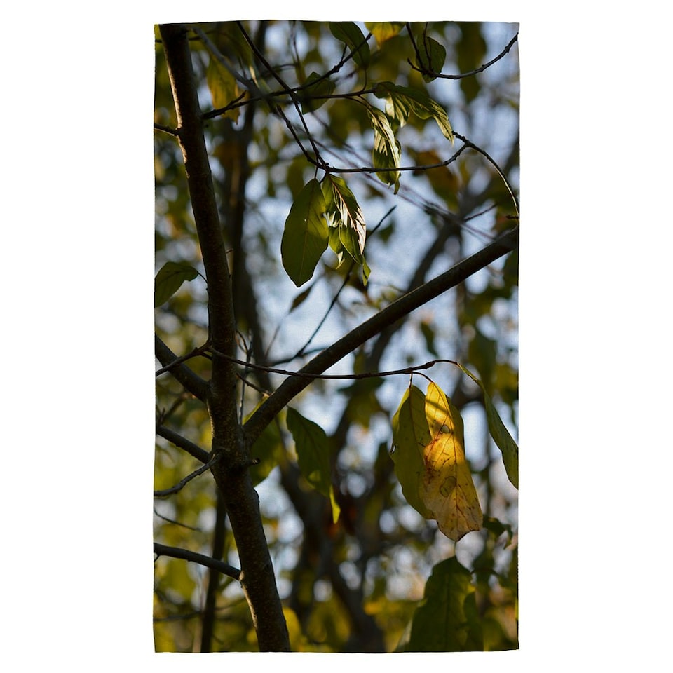 image 1 of Tree leaves in the sunshine nature photography, leaves and branches (Kitchen Towel)