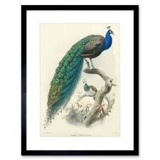 Animal Peacock Bird Scientific Pavo Cristatus 12x16" Framed Wall Art Print